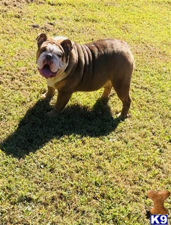 English Bulldog dog